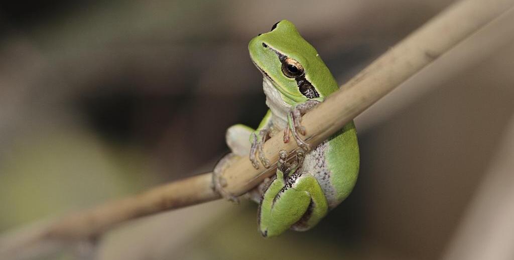 Rainette méridionale © P. Peralta